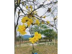 -天适樱花悠乐园