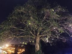 -Rimpa Lapin悬崖餐厅