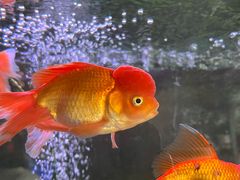 -龙大花卉苗木市场