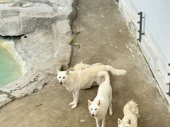 -大连森林动物园