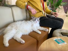 -藏猫猫咖啡主题馆(中央大道店)