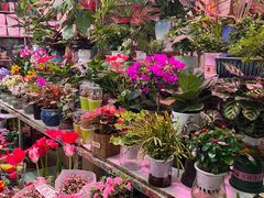 -花鸟鱼虫鲜花绿植市场(玉泉路店)