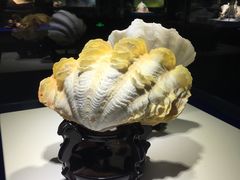 -贝壳王国博物馆