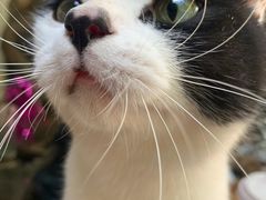 -喵屿·大理花园猫咖