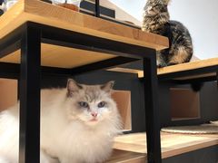 -瞄一喵猫咖(格力海岸店)