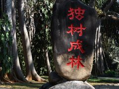 -独树成林