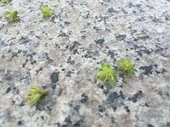 -石家庄市植物园