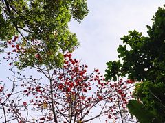 -深圳国际园林花卉博览园