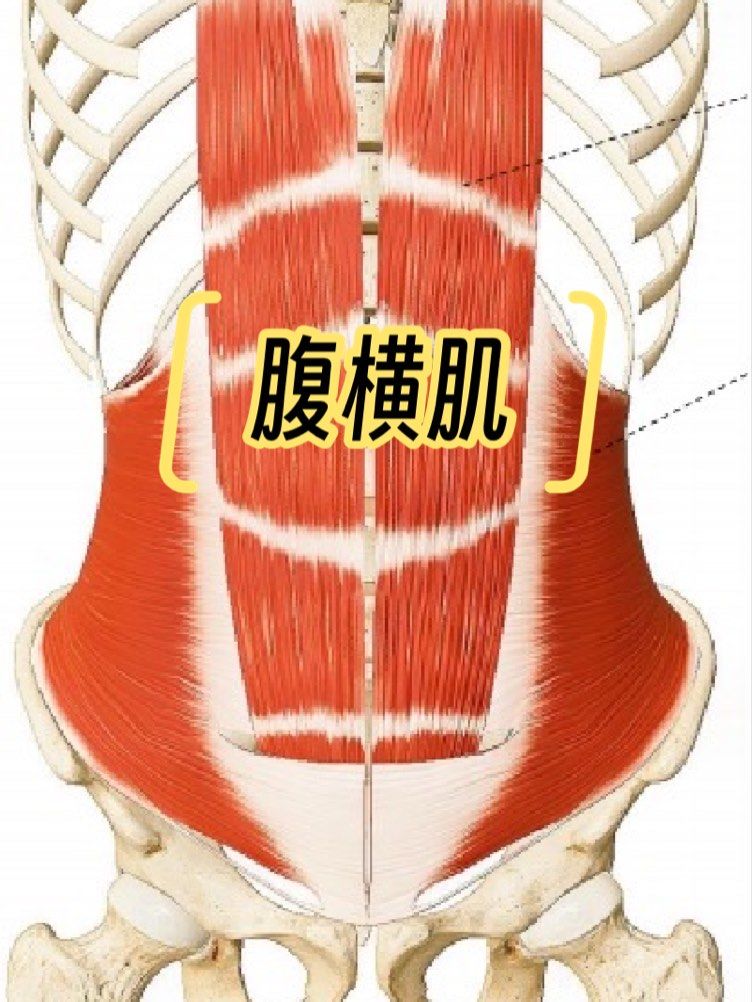 运动解剖学💀小知识分享040腹横肌