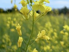 -光明小镇欢乐田园