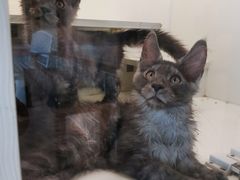 -70cat德文卷毛猫·缅因猫纯种猫舍