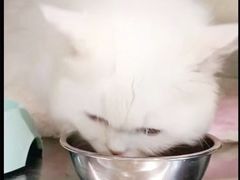 -艾吉宠物医院·疑难杂症转诊中心·猫友好(碧江路院)