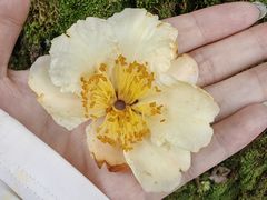 -大围山国家森林公园