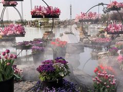 -荷兰花海