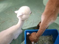 -藦茜花园宠物主题亲子互动体验馆(国顺东路店)