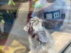 -青藏高原野生动物园