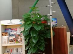 -虹桥机场V2贵宾休息室