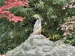 -上海野生动物园
