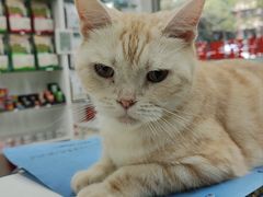 -瑞派动物医院·猫专科·至诚(江南中分院)