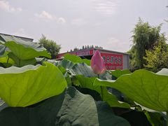-白洋淀风景区