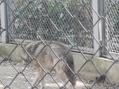 -合肥野生动物园