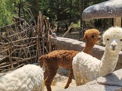 -青岛森林野生动物世界