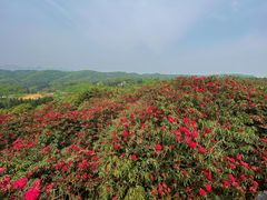 -贵州百里杜鹃风景名胜区