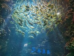 -海合安青岛极地海洋公园