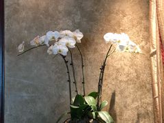 -唐阁(香港朗廷酒店)