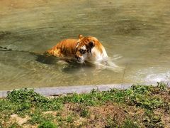 -济南野生动物世界