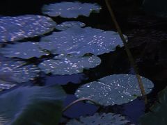 -紫薇公园