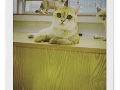 -Heymao猫咖.咖啡厅(东门店)