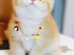 -欣宠猫屋·矮脚拿破仑·蓝金金渐层