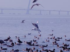 -深圳湾公园(南山区)