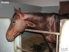 -松声马术俱乐部