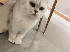 -飞行喵MR PILOT|猫舍·猫咖(静安大融城店)