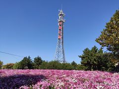 -羊亭河湿地公园