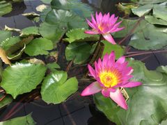 -金马仑薰衣草花园(Cameron Lavender)