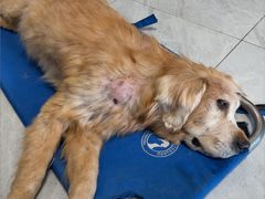 -北京派仕佳德动物医院·超导核磁·CT·神经科·骨科·内外科·急重症管理中心