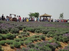-大塘金香草谷