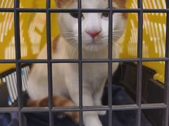 -芭比堂动物医院(广州爱宠下渡路分院)