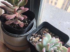 -菊园百果园