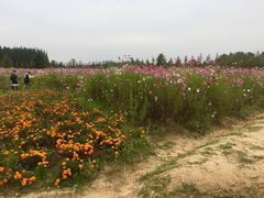 -日照海滨国家森林公园