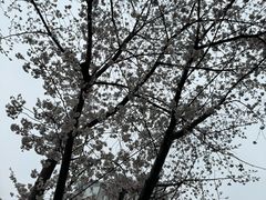 -嘉定紫藤园