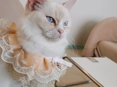 -怪兽屋·羊驼·猫咖·狗咖(俊华广场店)