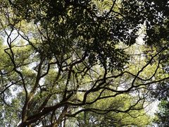 -杭州植物园