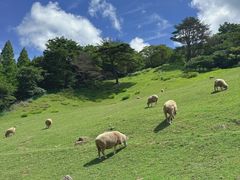 -神户市立六甲山牧场