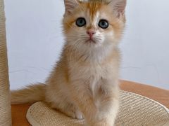 -宠颐生宠物医院·犬猫全科·皮肤科(商业街店)