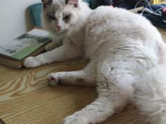 -猫在这儿猫咪咖啡馆·撸猫馆