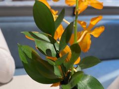 -狮王府淮扬菜(夫子庙老门东店)